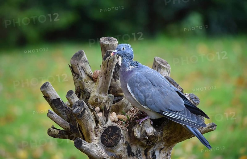 Common wood pigeon (Columba palumbus) moulting at the feeder with birdseed and peanuts