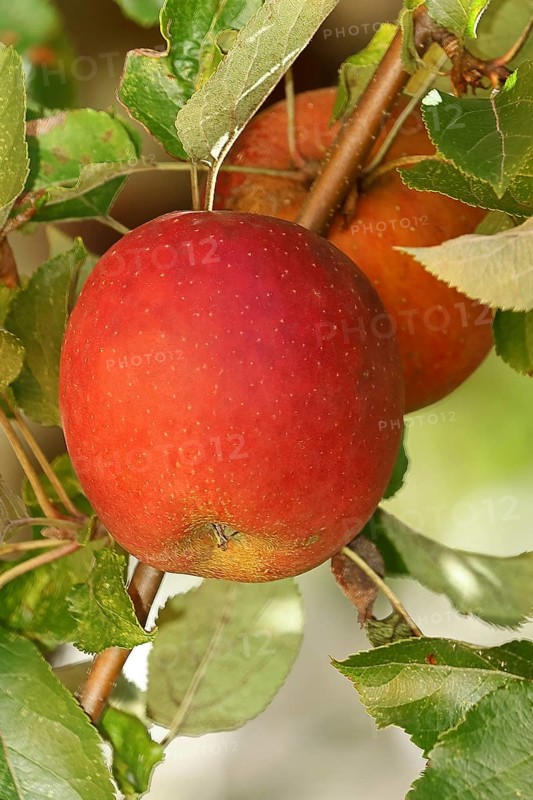Ripe red apple hanging ready for harvest on tree, fruit tree, orchard, North Rhine-Westphalia, Germany, Europe
