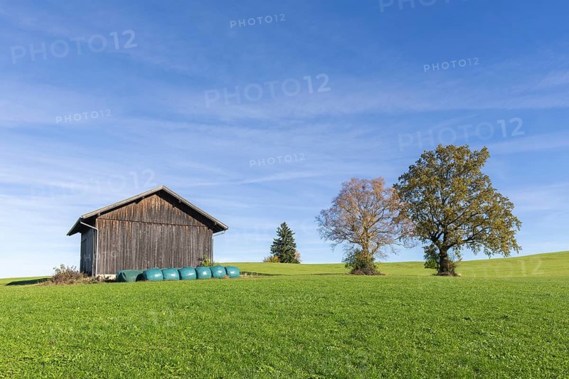 Hay hut, English oak (Quercus robur), summer lime (Tilia platyphyllos) in autumn in a meadow, hay bales, Allgäu, Bavaria, Germany, Europe