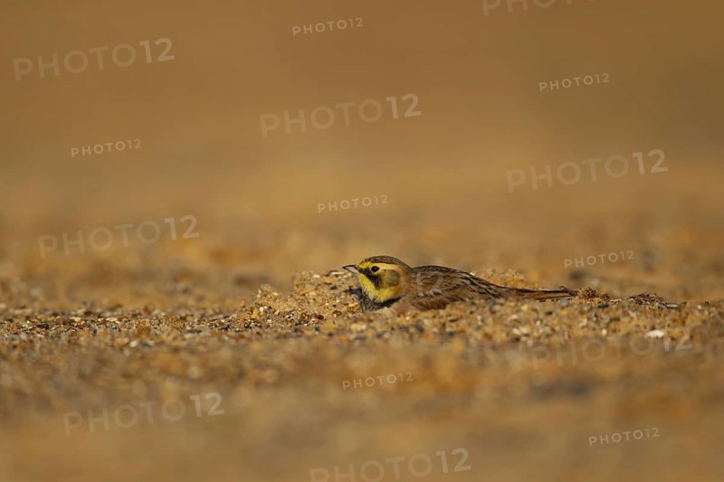 Shorelark or Horned lark (Eremophila alpestris) adult bird on a beach, Suffolk, England United Kingdom