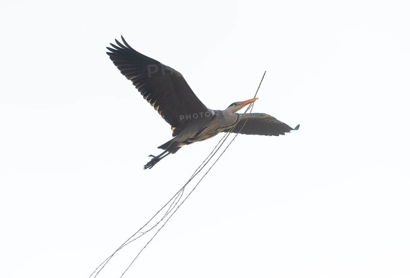 Grey heron (Ardea cinerea) transports nesting material, Highkey image, Aggeraue, Wahner Heide, North Rhine-Westphalia, Germany, Europe