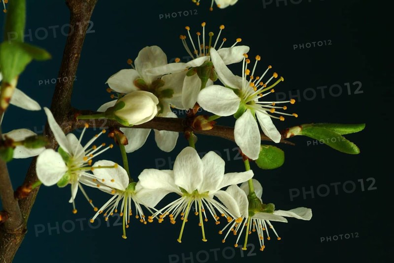 Flower of blackthorn (Prunus spinosa), blackthorn, medicinal plant, fruits, flowers and bark of blackthorn contain vitamins, minerals, tannins and fruit acids, which make it an important medicinal plant. These ingredients have expectorant, antispasmodic, laxative, diuretic, purifying, astringent, anti-inflammatory and stimulating effects