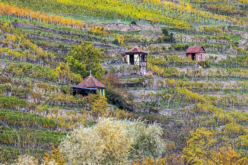 Vineyard cottage in the vineyard, landscape on the Neckar in autumn, Hofen, Stuttgart, Baden-Württemberg, Germany, Europe