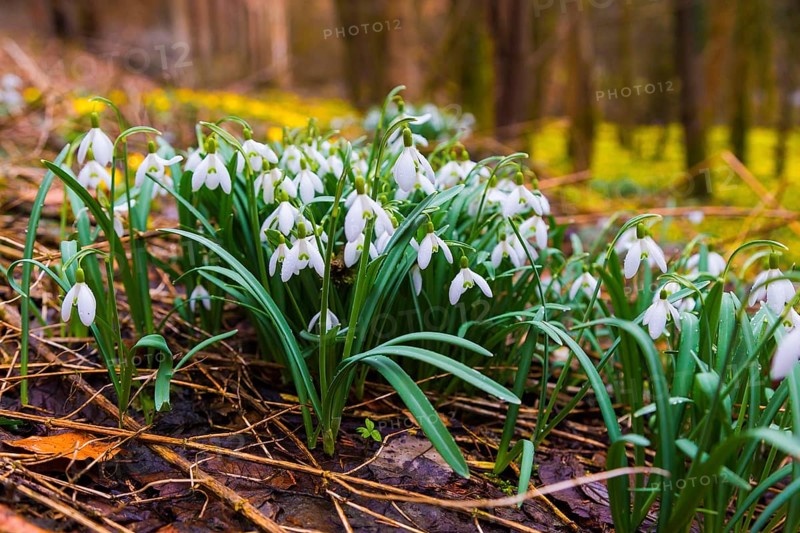 Snowdrops in the Polenz Valley