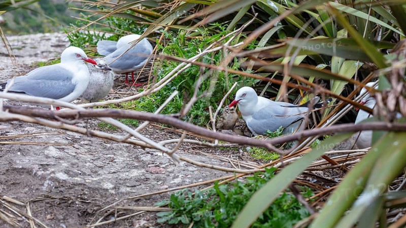 Gulls (Larinae), Otago Peninsula, New Zealand, Oceania
