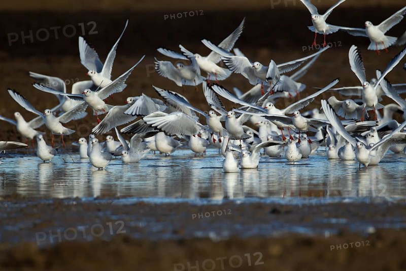 Black headed gull (Chroicocephalus ridibundus) adult birds in a flock at a shallow puddle, Suffolk, England, United Kingdom, Europe