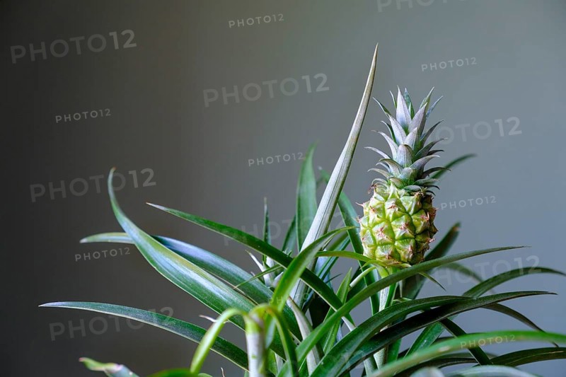 Mini pineapple, Cape Town, Cape Town, Western Cape, South Africa, Africa