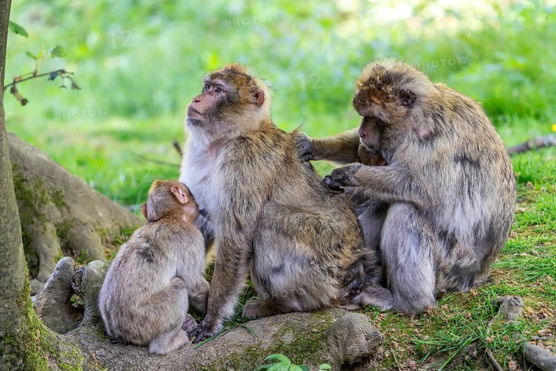 Barbary macaque (Macaca sylvanus), Occurrence in Morocco, captive, Rhineland-Palatinate, Germany, Europe