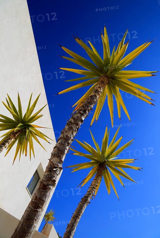 Spanish bayonet (Yucca aloifolia), garden plant against blue sky Cabo de Gata natural park, Almeria, Spain, Europe