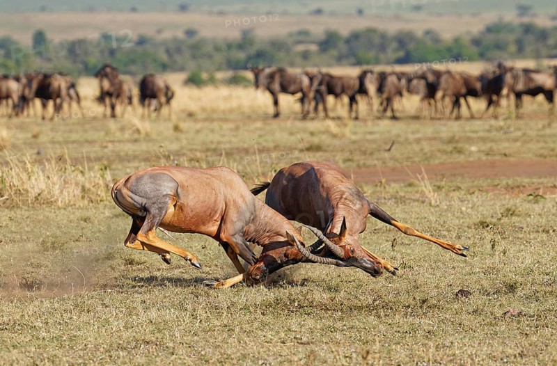 Fight between two Topi lei antelope bulls, Maasai Mara Game Reserve, Kenya, Africa