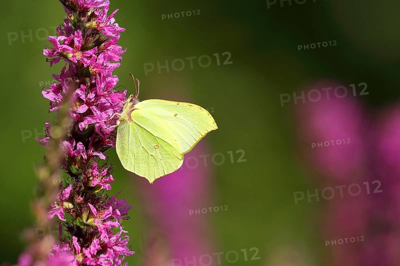 Brimstone (Gonepteryx rhamni) feeding on a flower of purple loosestrife (Lythrum salicaria), Wilden, North Rhine-Westphalia, Germany, Europe