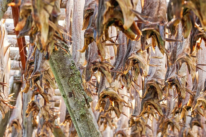 Stockfish from Cod hanging for drying an old preservation method, Lofoten, Norway, Europe