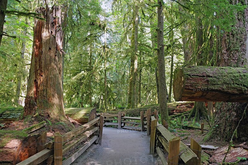 Wooden path leads past huge old Douglas fir trees, overgrown with mosses and lichens, Cathedral Grove, MacMillan Park, Vancouver Island, British Columbia, Canada, North America