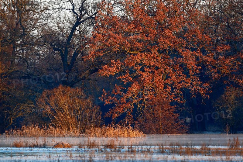 Winter floods 2024 on the Elbe and Mulde rivers with flooding of the meadows, ice on the meadows due to flooding in winter, morning mood in the Elbe floodplain, Middle Elbe Biosphere Reserve, Dessau-Roßlau, Saxony-Anhalt, Germany, Europe