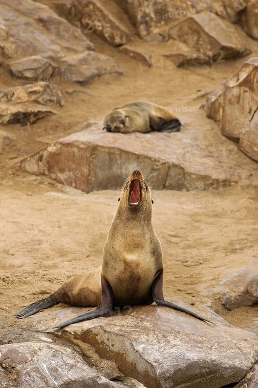 Cape Fur seal, brown fur seal (Arctocephalus pusillus) calling from rock at colony, Namibia, Africa