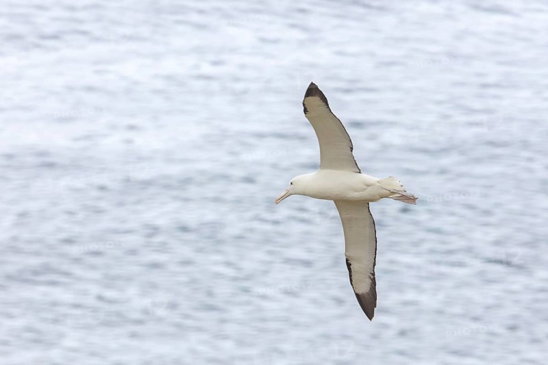 Albatros (Diomedea sanfordi), Taiaroa Head, Otago Peninsula, Neuseeland