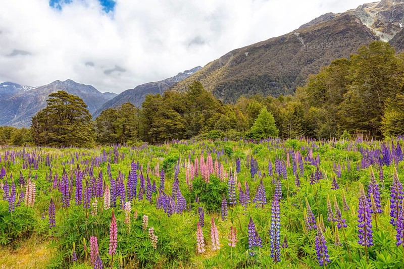 Lupins (Lupinus), Fiordland National Park, New Zealand, Oceania