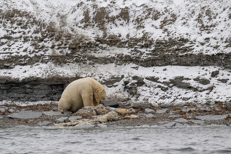 Scavenging polar bear (Ursus maritimus) eating the carcass of a stranded dead minke whale on the coast of Wahlbergøya, Svalbard, Svalbard, Norway, Europe
