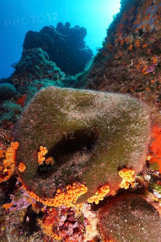 Sea ball, ball algae (Codium bursa), algae, in the Mediterranean Sea near Hyères. Dive site Giens Peninsula, Côte dAzur, France, Europe