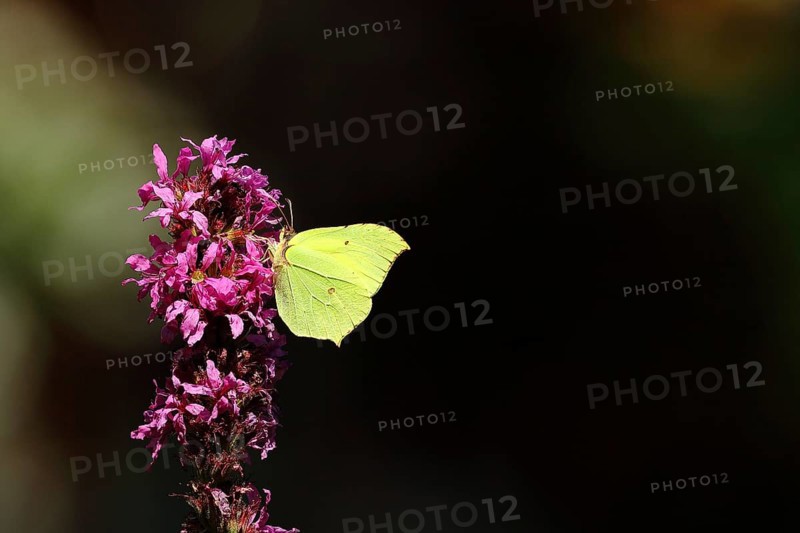 Brimstone (Gonepteryx rhamni) feeding on a flower of purple loosestrife (Lythrum salicaria), black background, Wilden, North Rhine-Westphalia, Germany, Europe