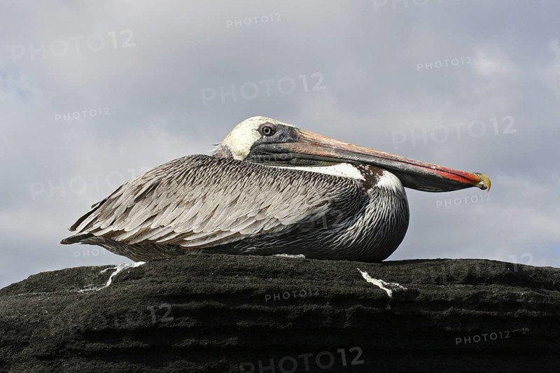 Brown pelican (Pelecanus occidentalis) resting on rock, Puerto Egas on Santiago Island, San Salvador Island, Galápagos Islands, Ecuador, Latin America, South America
