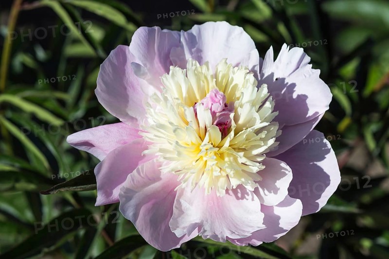 Pink peony flower in a botanical garden