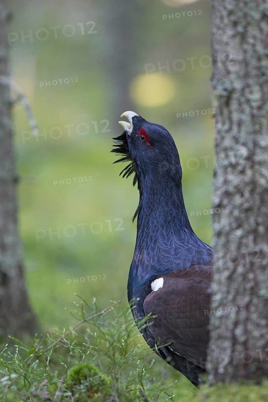 Western Capercaillie (Tetrao urogallus), Wood Grouse, Heather Cock calling during courtship display in forest in spring