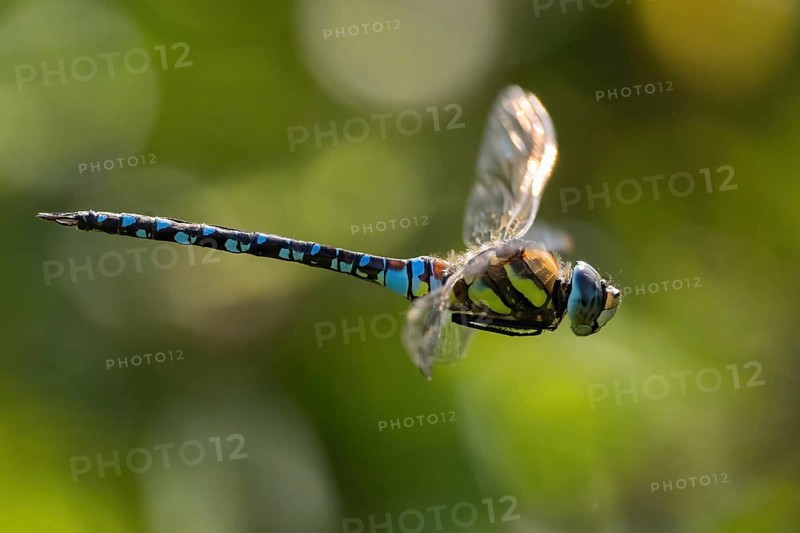 An migrant hawker (Aeshna mixta) in flight in front of a blurred green background in nature, Hesse, Germany, Europe