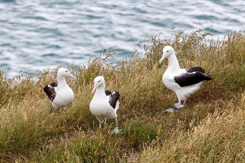 Albatros (Diomedea sanfordi), Taiaroa Head, Otago Peninsula, Neuseeland