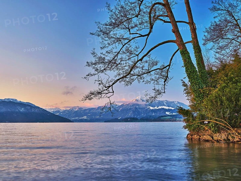 Morning atmosphere at Lake Zug with a tree with ivy in the foreground and the snow-covered Rigi in the background, Cham, Canton Zug, Switzerland, Europe
