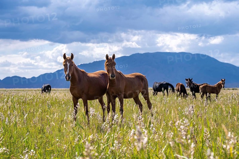 A herd of horses walks across a green pasture with a mountain backdrop, Yssykköl, Kyrgyzstan, Asia