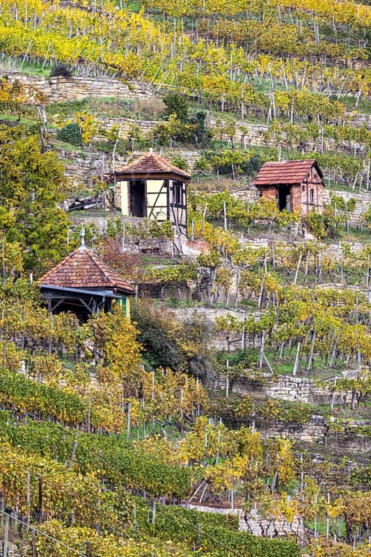 Vineyard cottage in the vineyard, landscape on the Neckar in autumn, Hofen, Stuttgart, Baden-Württemberg, Germany, Europe