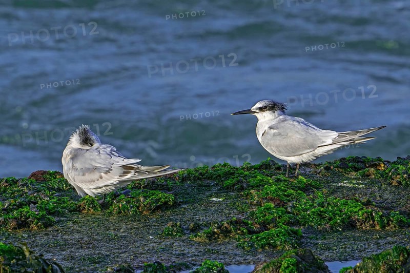 Two sandwich terns (Thalasseus sandvicensis Sterna sandvicensis) resting on rocky shore along the North Sea coast in winter