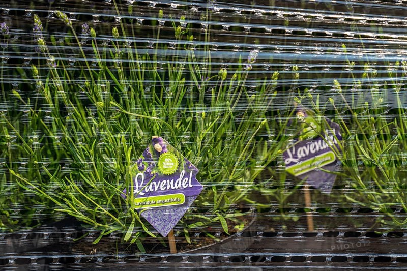 Horticultural company, lavender plants, in flower pots, outdoors, are packed for transport to the customer, North Rhine-Westphalia, Germany, Europe