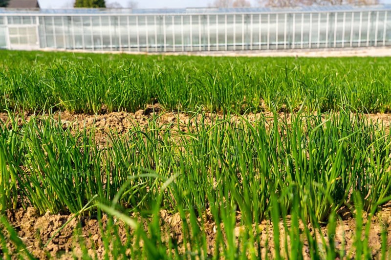 Agriculture, herb nursery, chives young plants, fresh in the field, field, planted