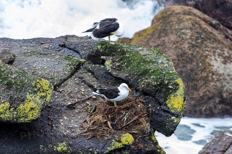 Gulls (Larinae), Cape Foulwind, New Zealand, Oceania