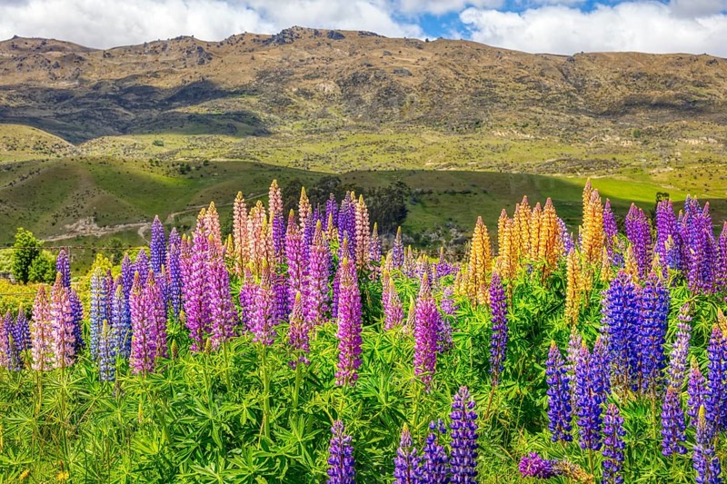 Lupins (Lupinus), New Zealand, Oceania