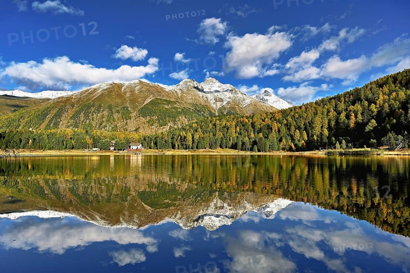 Autumn atmosphere with discoloured larches, Lake Staz, Lej da Staz, St. Moritz, Engadin, Canton Graubünden, Switzerland, Europe