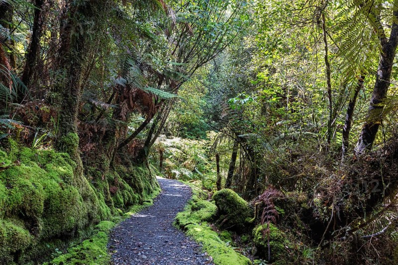 Lake Matheson Trail, New Zealand, Oceania