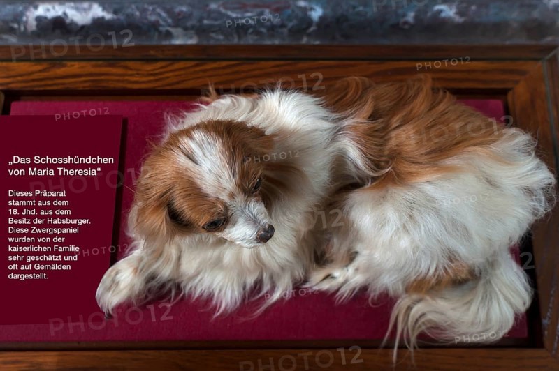 Maria Theresa's lapdog, 18th century taxidermy, Natural History Museum, opened in 1889, Vienna, Austria, Europe