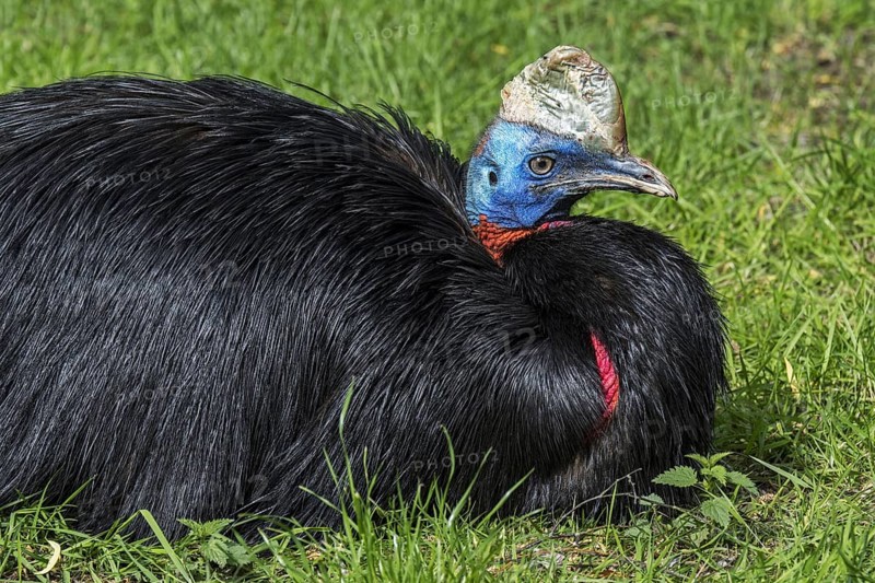 Northern cassowary (Casuarius unappendiculatus), one-wattled cassowary, single-wattled cassowary flightless bird native to northern New Guinea