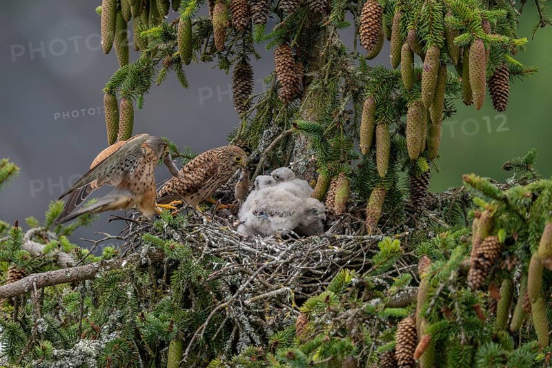Common kestrel (Falco tinnunculus), female and male adult birds simultaneously bringing mice to the nest of the young birds that are not yet able to fly, Rhineland-Palatinate, Germany, Europe