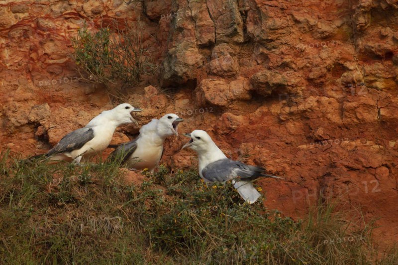 Northern fulmar (Fulmarus glacialis) three adult birds on a cliff, England, United Kingdom, Europe
