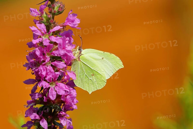 Brimstone (Gonepteryx rhamni) feeding on a flower of purple loosestrife (Lythrum salicaria), Wilden, North Rhine-Westphalia, Germany, Europe
