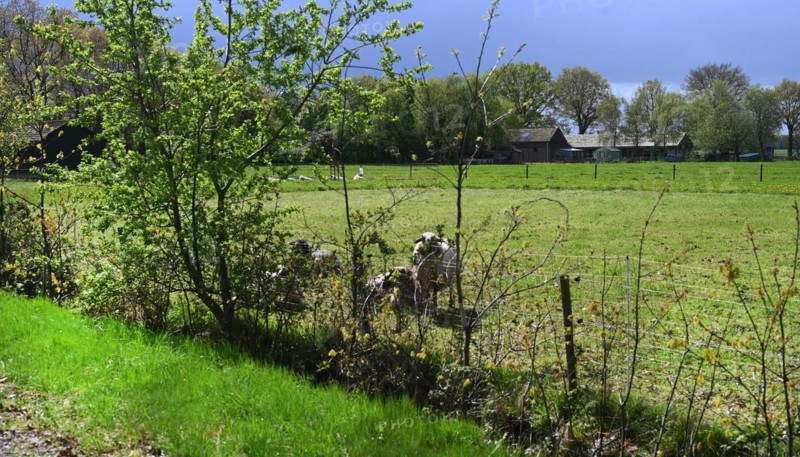 NL, Eesergroen: Spring characterises the landscape, towns and people in the province of Drenthe in the Netherlands. The village of Eesergroen in Drenthe. NL, Eesergroen: Spring shapes the landscape, cities and people in the province of Drenthe in the Netherlands