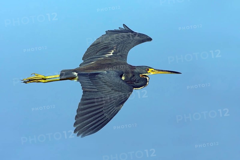 Tricolored heron (Egretta tricolor), foraging, Joe Overstreet Landing, Sanibel Island, Florida, USA, North America