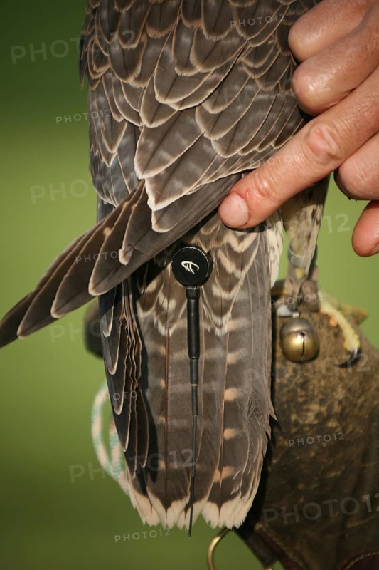 Gerfalcon (Falco rusticolus) young mating bird with radio antenna, Allgäu, Bavaria, Germany, Allgäu, Bavaria, Germany, Europe
