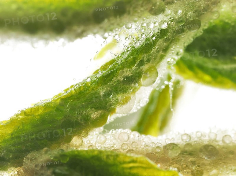 Chestnut, common horse-chestnut (Aesculus hippocastanum), young leaves, resin droplets and fine hairs to protect the young shoots, macro photograph