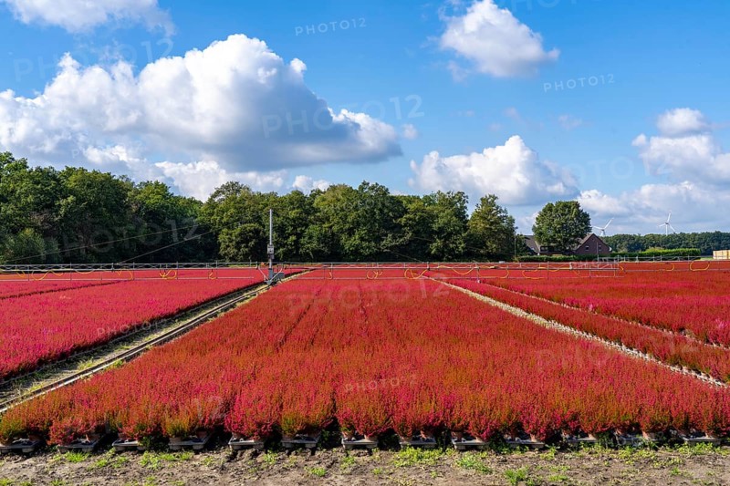 Outdoor area of a horticultural business, autumn plants, heather plants, bell heather, near Kevelaer, North Rhine-Westphalia, Germany, Europe