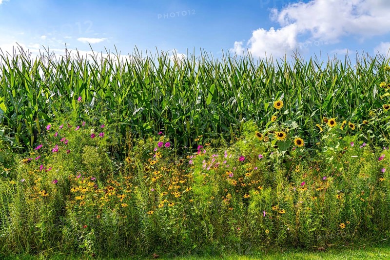 Flower strips on a maize field, the various flowers and plants not only beautify the landscape, they are also intended to provide bees and other insects with a diverse range of flowers for pollination and biological pest control, near Straelen, North Rhine-Westphalia, Germany, Europe